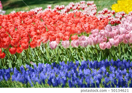 Tulip field in full bloom Tulip field in full bloom 50134621
