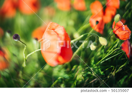 Poppies with a blurred background and space for text Poppies with a blurred background and space for text 50135007