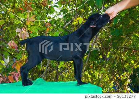 black puppy on the table posing for photo 50135277