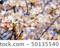 Cherry Blossoms	 50135540
