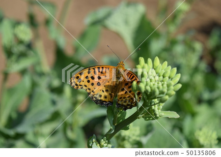 Python蝴蝶 50135806