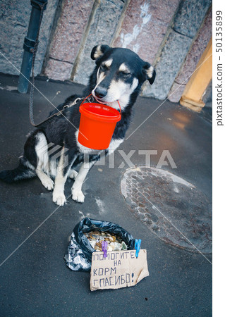 The tied dog asks for alms in the street. The owner uses the animal to make money on the streets The tied dog asks for alms in the street. The owner uses the animal to make money on the streets 50135899