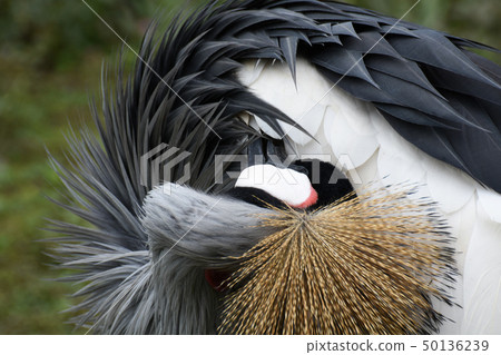 Southern Crowned Crane Twisting Its Neck To Groom 50136239