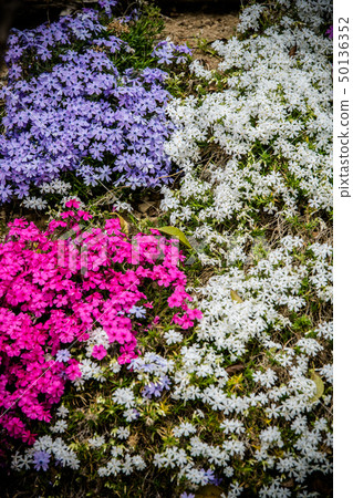 Multicolored mosaic cherry blossoms 50136352