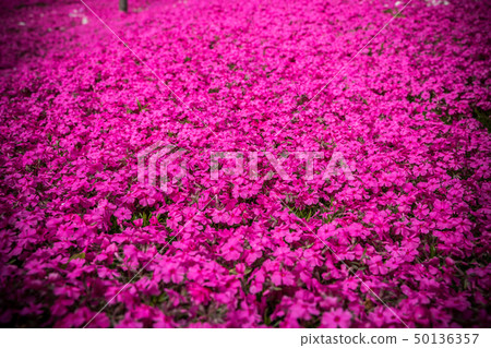 薄荷櫻桃樹 薄荷櫻桃樹 50136357