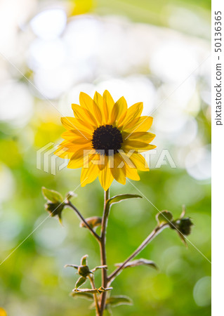 向日葵 50136365