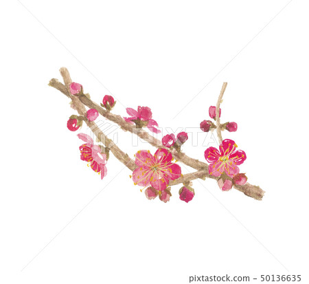 Koume梅花 50136635