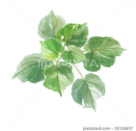 董葉 董葉 50136637