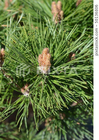 Dwarf Austrian pine Pierrick Bregeon 50136806