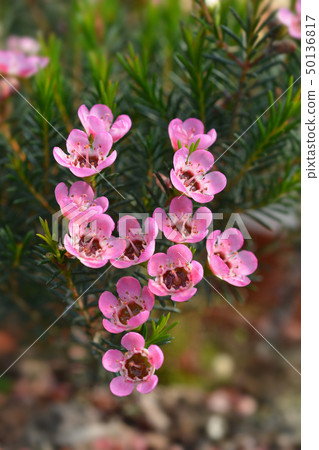 Geraldton wax flower Sarahs Delight Geraldton wax flower Sarahs Delight 50136817