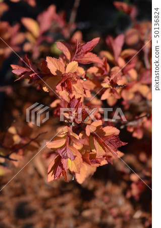 Japanese spirea Firelight 50136824