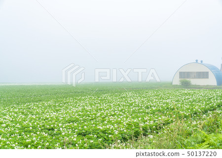 “北海道”寧靜的田園風光，晨霧 50137220