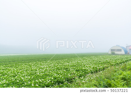 “北海道”寧靜的田園風光，晨霧 50137221