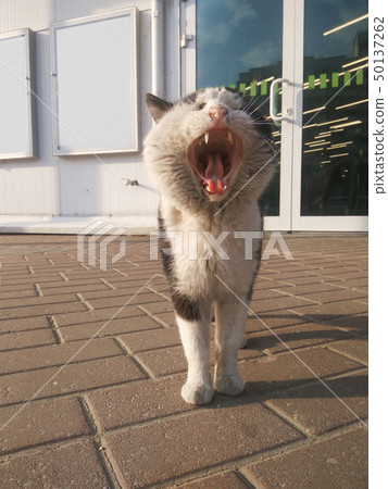 A street cat outside the shop shouting the best deals. 50137262