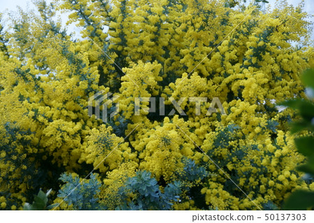 Ginya Acacia aka Mimosa Hana's language is "Secret Love" Ginya Acacia aka Mimosa Hana's language is "Secret Love" 50137303
