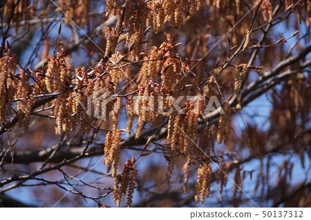 紅色四手akashide花語“裝飾” 紅色四手akashide花語“裝飾” 50137312