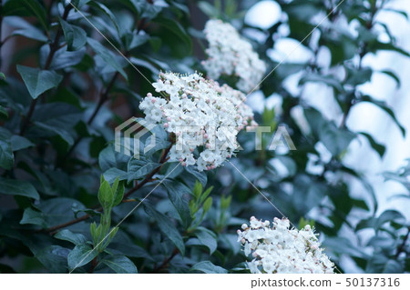 Tokiwa Sodo Tokei Gamazu Flower language is "casual" 50137316