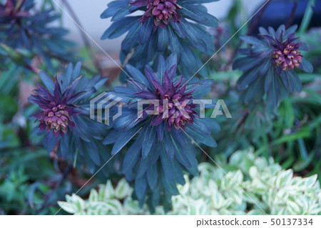 Euphorbia purupurea flower language "hiberu" Euphorbia purupurea flower language "hiberu" 50137334