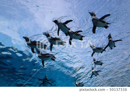 Flock of penguins swimming Flock of penguins swimming 50137338