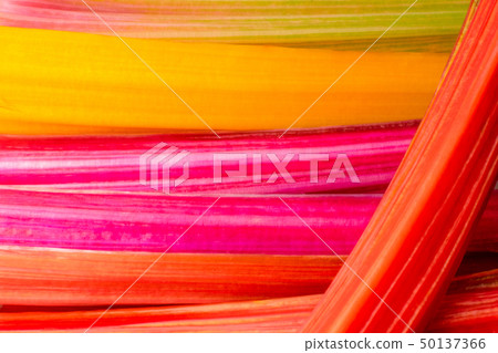 Swiss Chard Swiss Chard 50137366