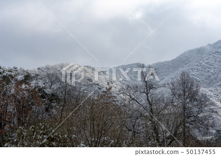 Heavy snow, spring snow, Yeongwol-gun, Gangwon-do 50137455