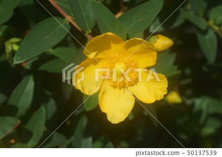 Quincebai Quincebai 50137539