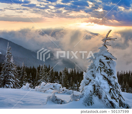 Sunrise winter mountain landscape, Carpathian 50137599