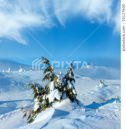 Icy snowy fir trees on winter hill. Icy snowy fir trees on winter hill. 50137600