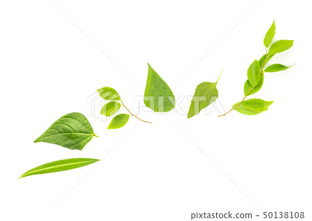 An overhead photo of a variety of green leaves, a flat lay composition with a place for text on a 50138108