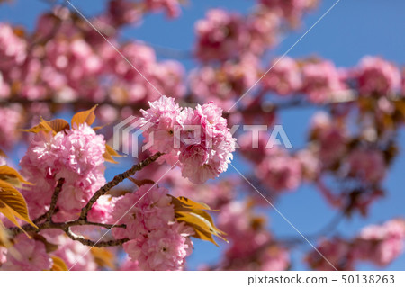 Double cherry blossoms Double cherry blossoms 50138263
