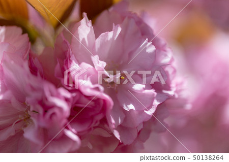 Double cherry blossoms Double cherry blossoms 50138264