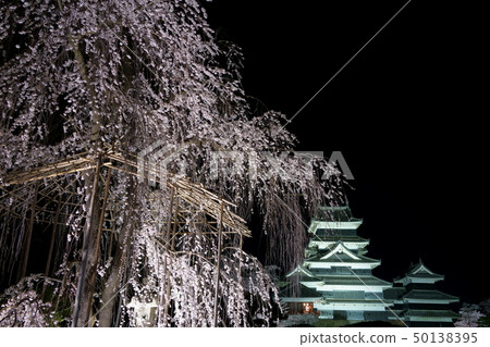 櫻花和松本城：夜櫻花派對：點亮松本市 50138395