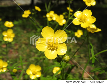 毛茛（金蛾花） 50138604