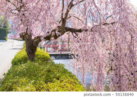 在天童市倉敷川的櫻花 在天童市倉敷川的櫻花 50138840