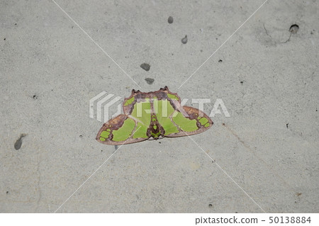 Asbuto chizumon ao shaku 50138884