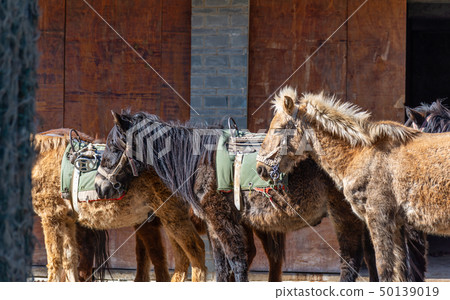 中國麗江玉龍雪山 中国観光スポット China Jade Dragon Snow Mountain 50139019