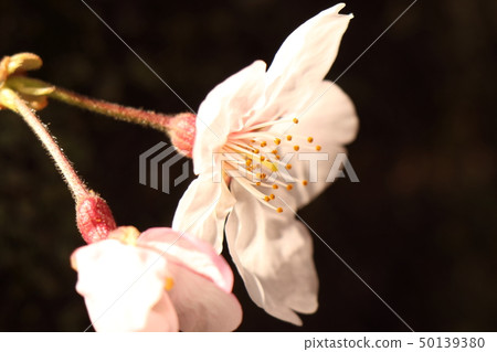 Sakura Sakura 50139380