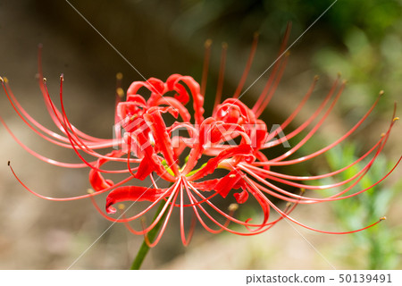 Hatsusu Saka (garch flower) 50139491