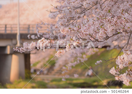 Cherry blossoms Cherry blossoms 50140264