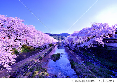 Cherry Blossom Cherry Blossom 50140265