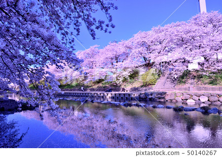 Cherry blossoms reflected on the water surface Cherry blossoms reflected on the water surface 50140267