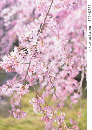 Dead brown cherry tree Dead brown cherry tree 50140271