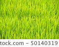 Rice 50140319
