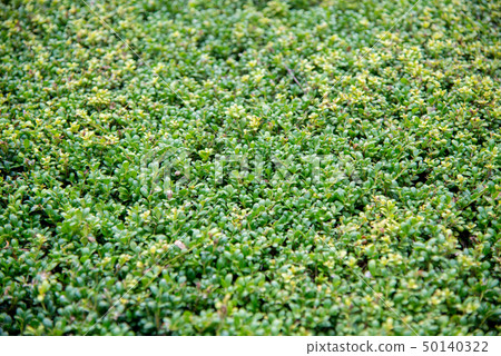 Fresh green mountain 50140322