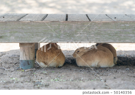 Rabbit under the Okuno Island bench Rabbit under the Okuno Island bench 50140356