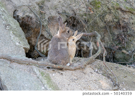Okunojima rabbit 50140359