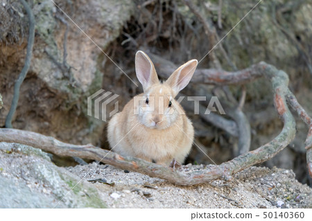 Okunoshima兔子在洞穴附近 50140360