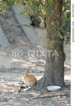 Okunojima rabbit 50140361