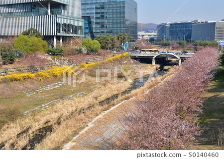 韓國的春天風景 50140460