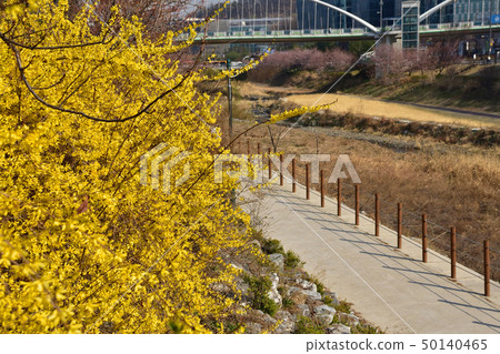 韓國的春天風景 韓國的春天風景 50140465
